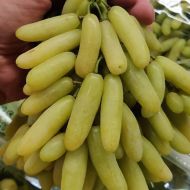 Саженец Виноград Ламборджини (кишмиш) в контейнере